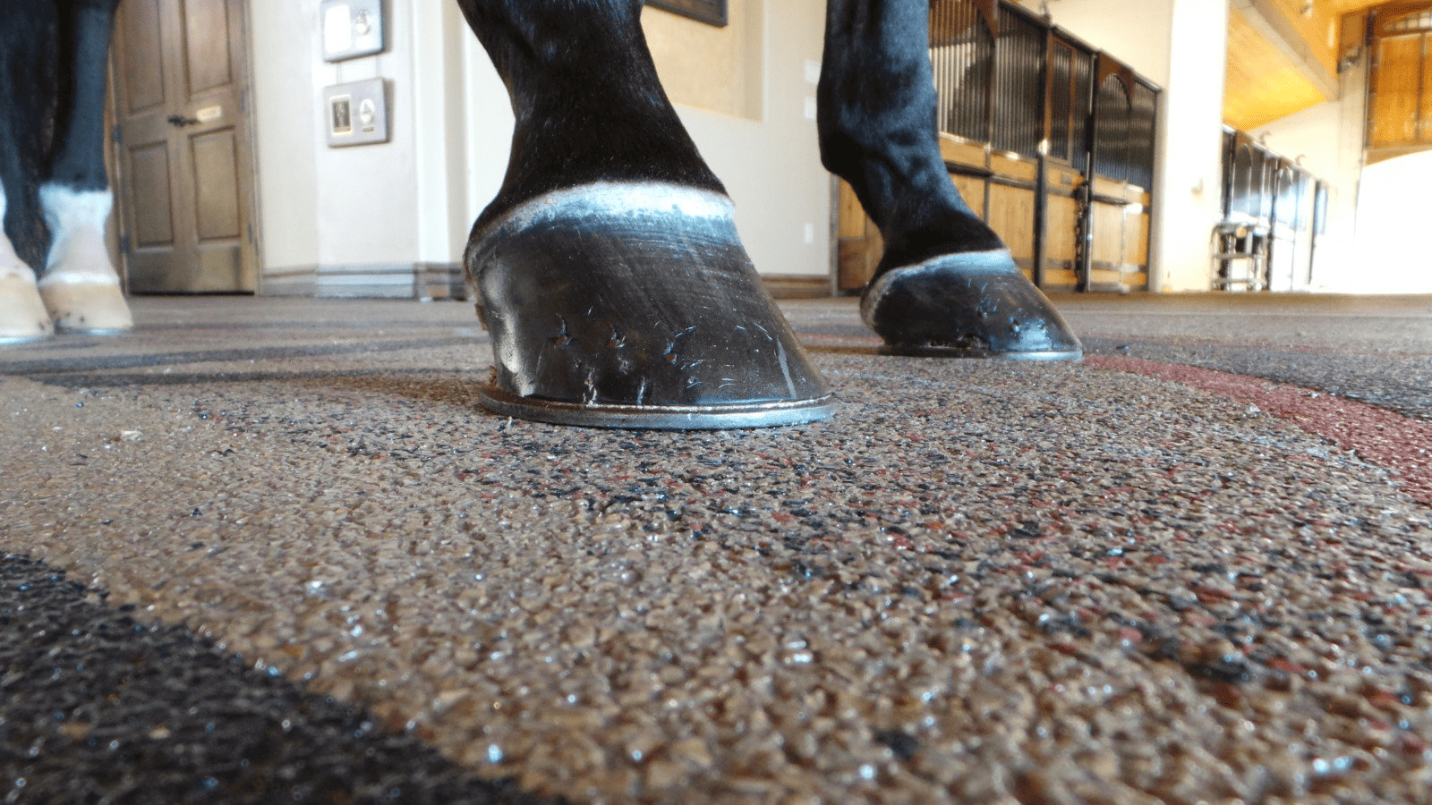 Resin-bound flooring and horses hooves in stables